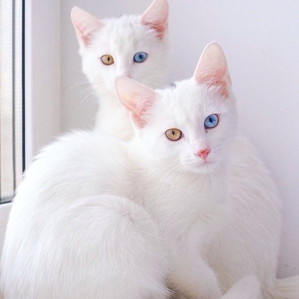 What is the best name for a white cat? Quora