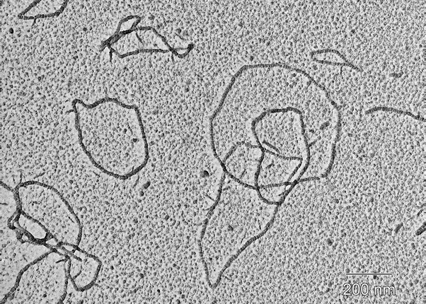 Which microscope can view DNA? Quora