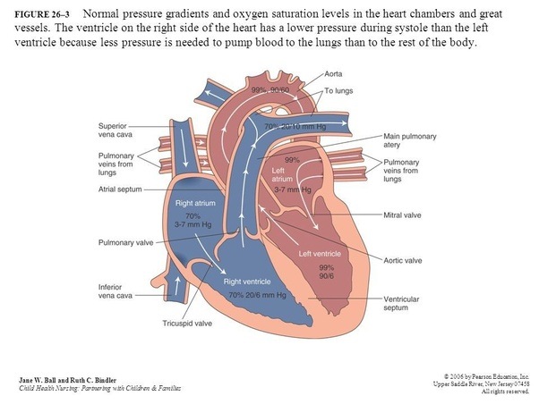 What is the function of the two upper chambers of the heart? Quora