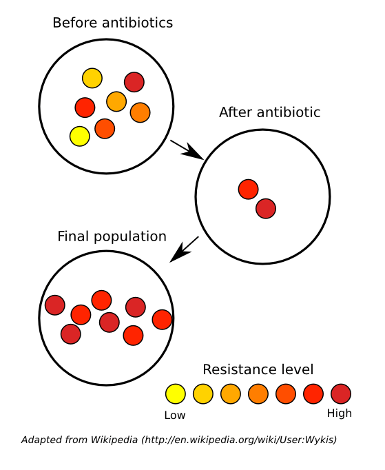 Why is antibiotic resistance genes used as a marker? Quora