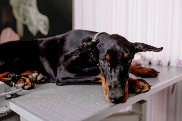 If it's been 5 days since a dog's ears were cropped, would