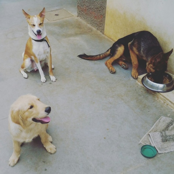 Is it worth raising a dog? Quora