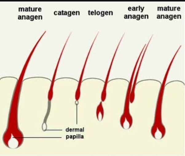 What is the minimum hair fall rate of a man per day? Quora