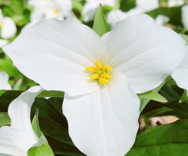 The Flower Of Ontario Best Flower Site