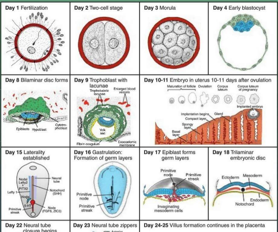 Seberapa akurat deskripsi embrio atau embrio-genesis dalam Srimad  Bhagavatam? - Quora