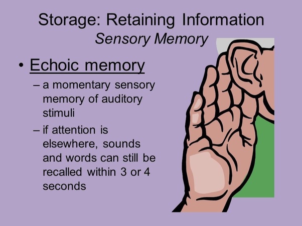 Is echoic memory common? Quora