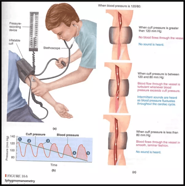 What are the different types of sphygmomanometers (blood