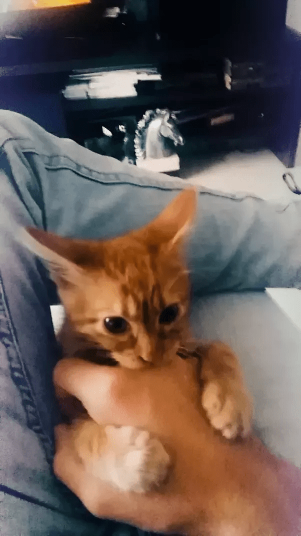 Does petting cats on their belly annoy them? Quora