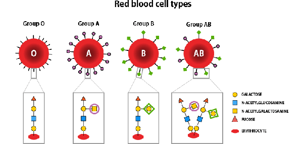 What does blood group B+ mean? Quora