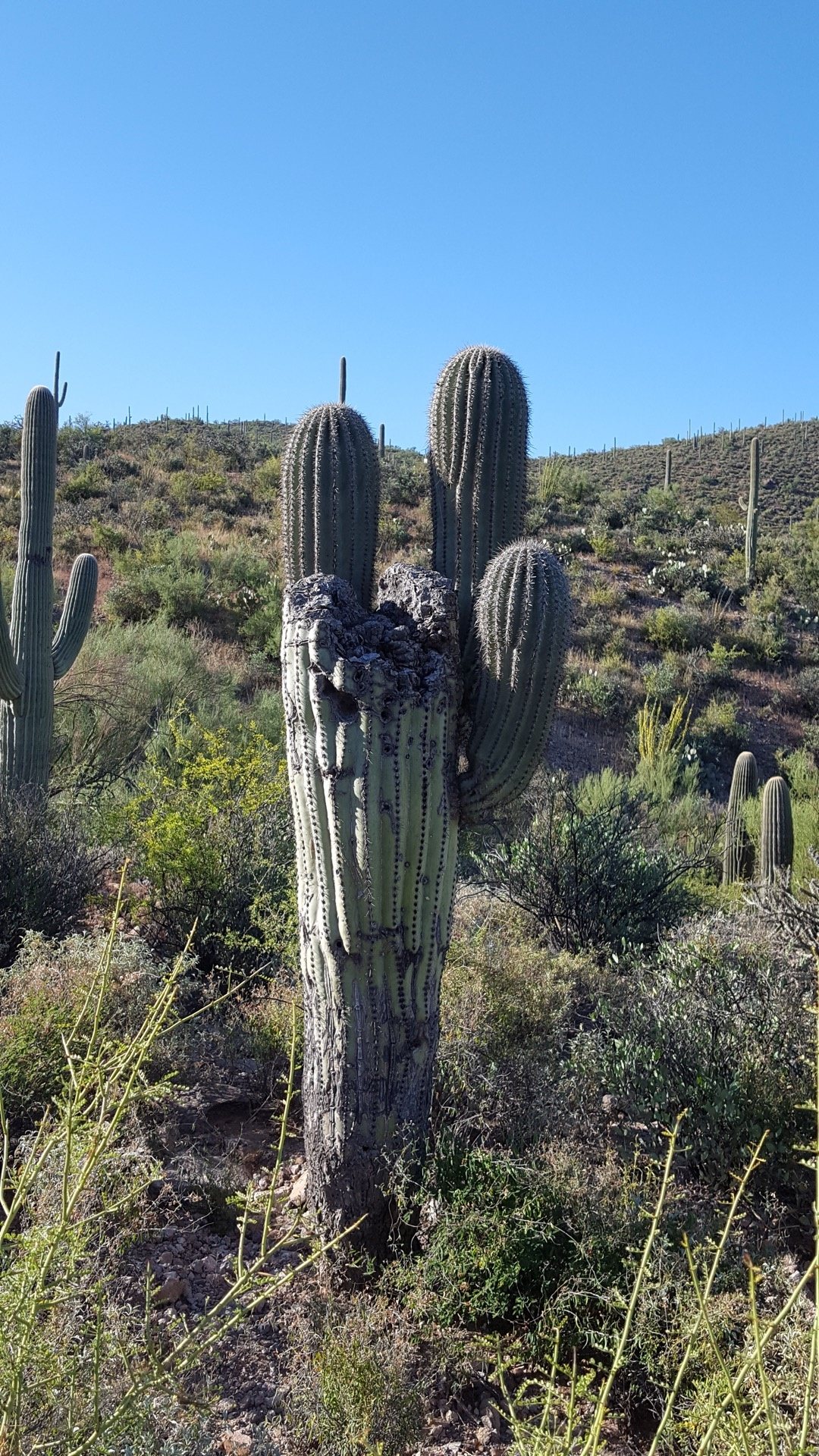 Bagaimana kaktus bisa mati? - Quora