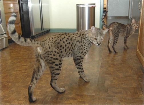 What breeds of cats are the largest? What cat breed produces the