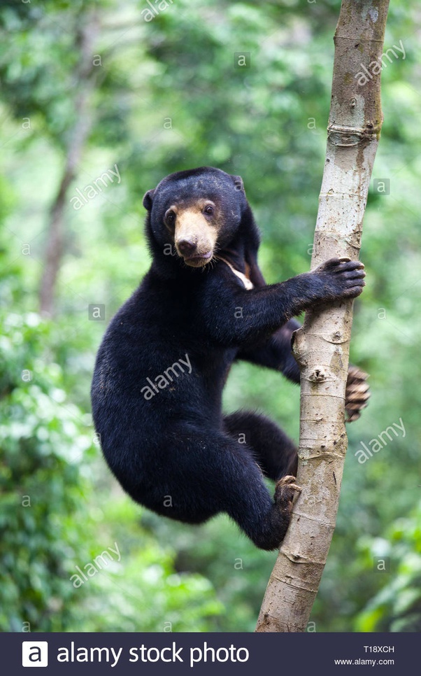 If a panther and a bear were to fight, which would win? Quora