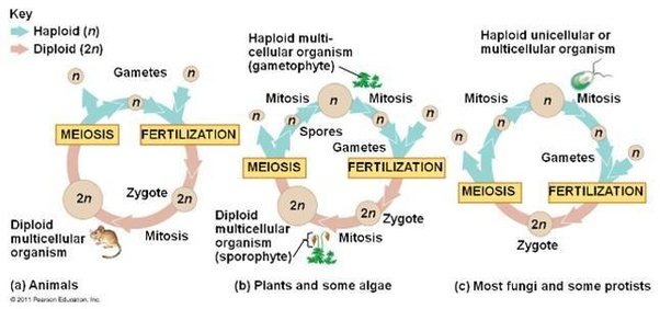 What Is Formation Of Gametophyte Directly From Sporophyte Sosyolobi