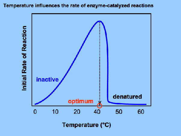 Why is the human body temperature as it is? Quora