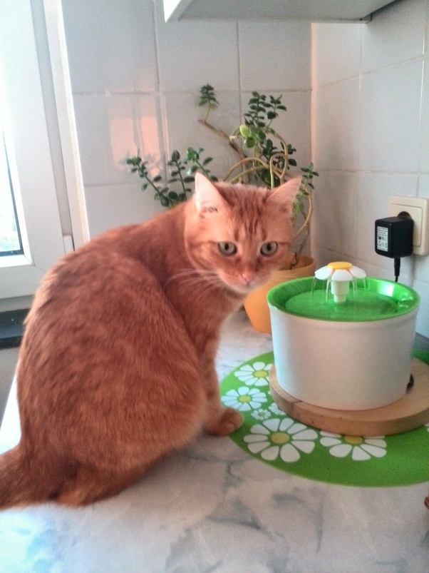 Do cats drink tap or bottled water? Also does dry food spoil even if