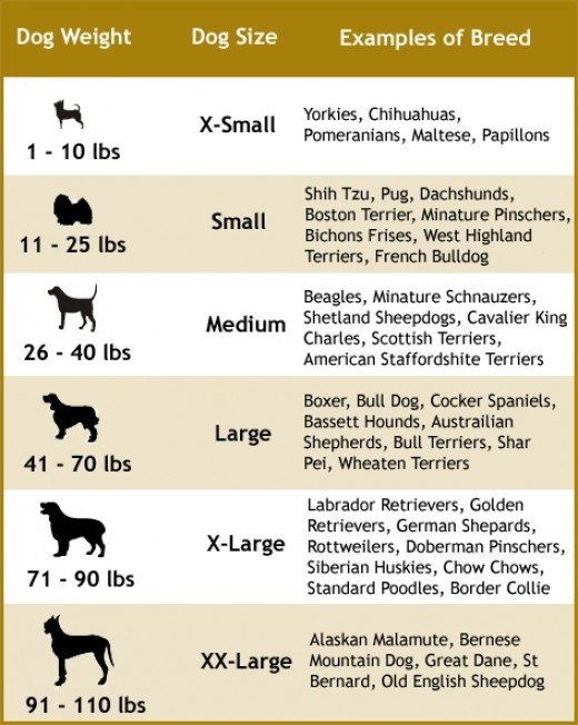 Golden Retriever Age Chart