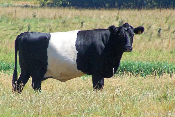 Why are cows black and white? Quora