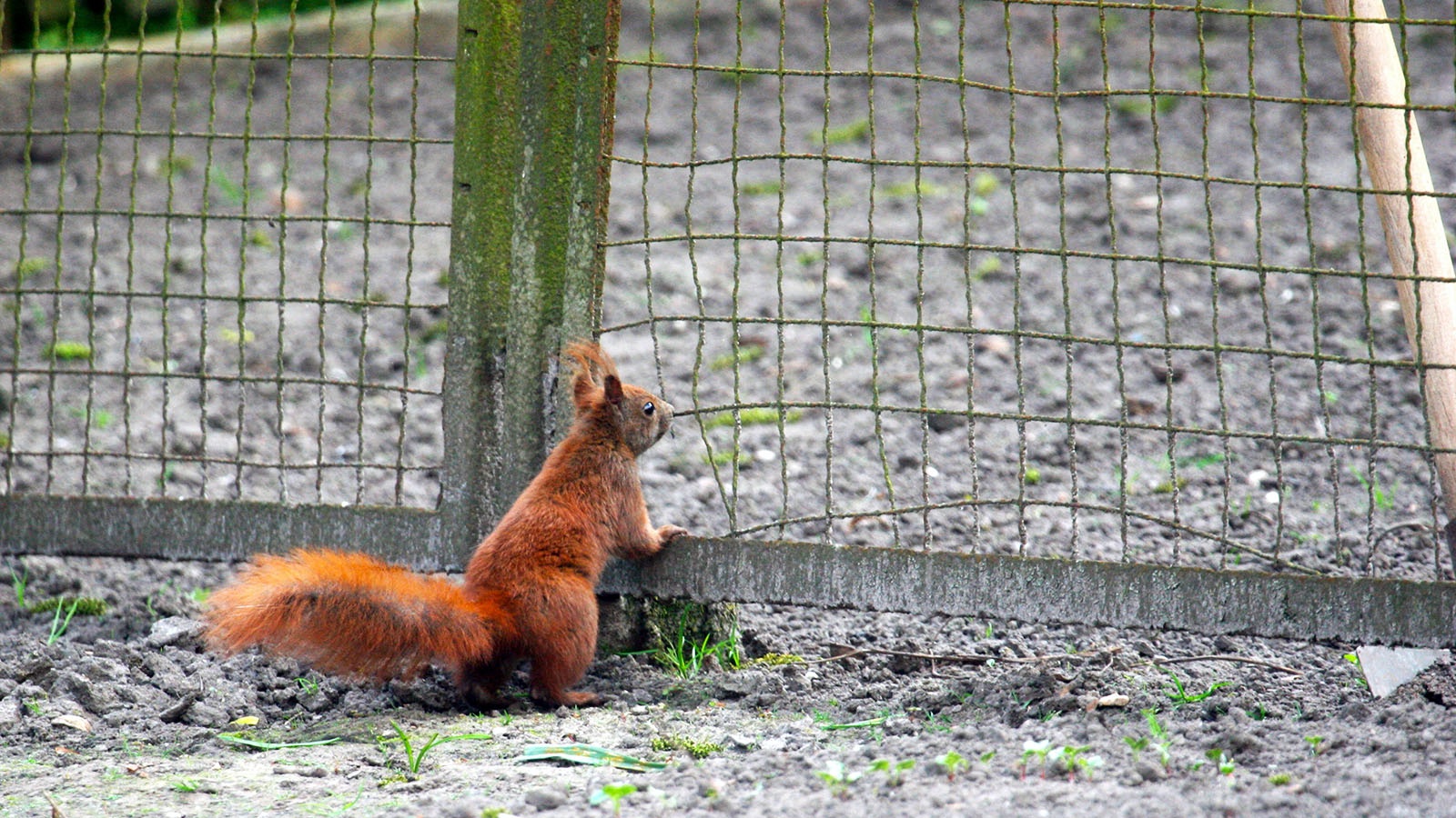Wie hält man Eichhörnchen von Obstbäumen fern Information