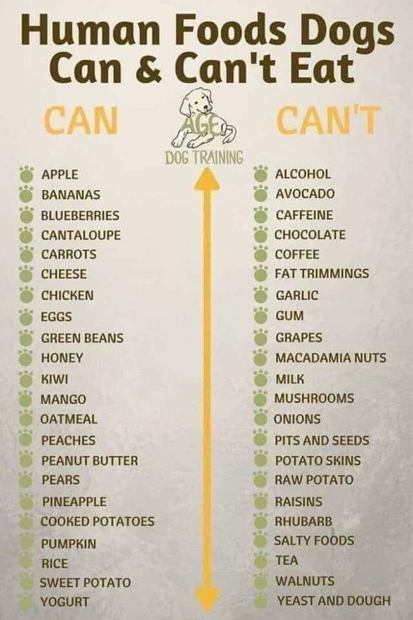 Is it a mistake to give your dog too much human food because it spoils