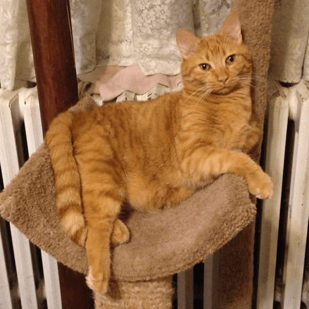 How to stop my cats from scratching furniture Quora