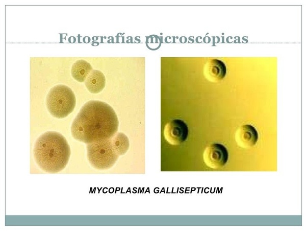Which is the smallest cell in the world? Quora