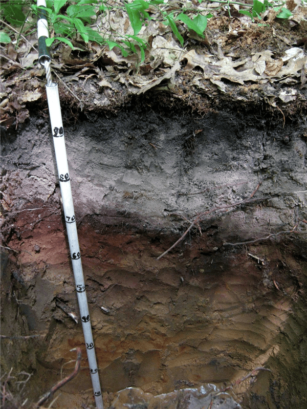How is the soil in a deciduous forest? Quora