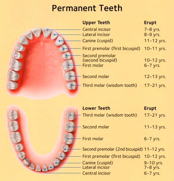 How Many Teeth Do Kids Have - All You Need Infos