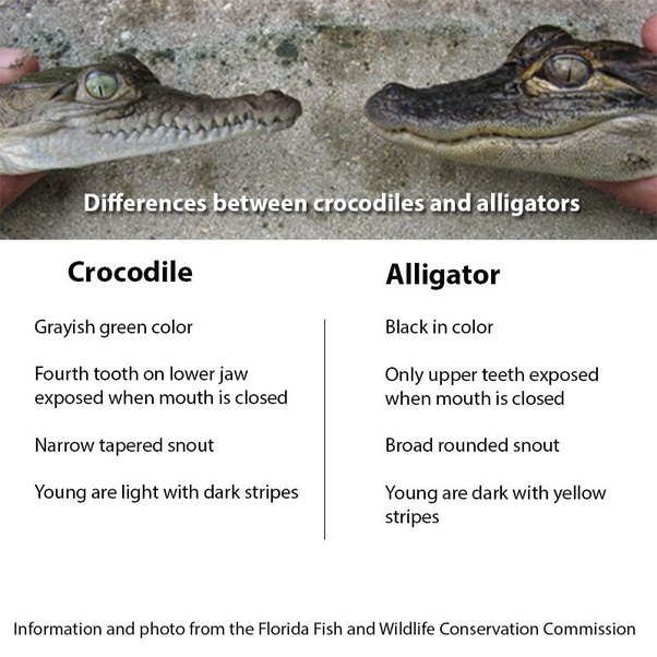 What's the difference between a crocodile and an alligator? Quora