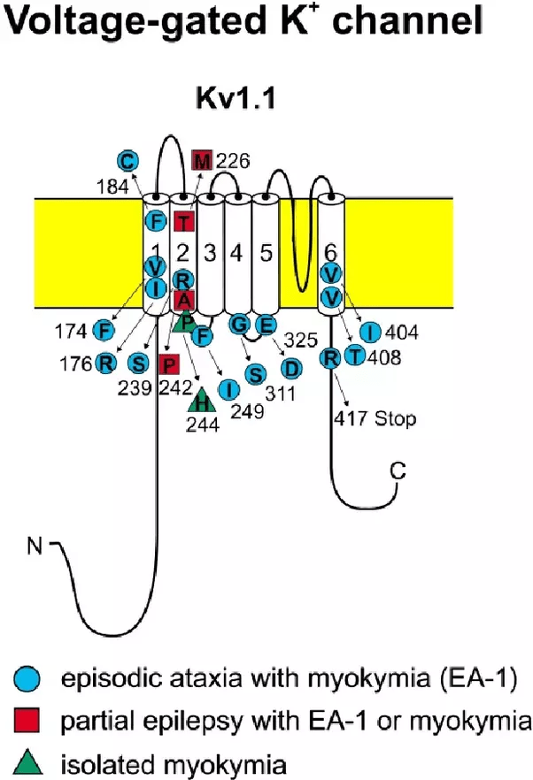 What model ion channels have provided the most insight