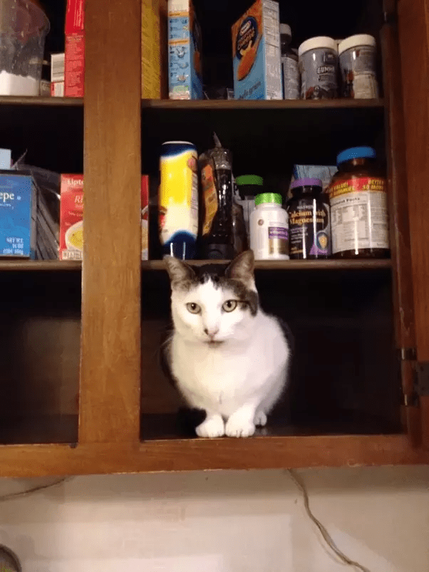 Why isn't there mouseflavoured cat food? Quora