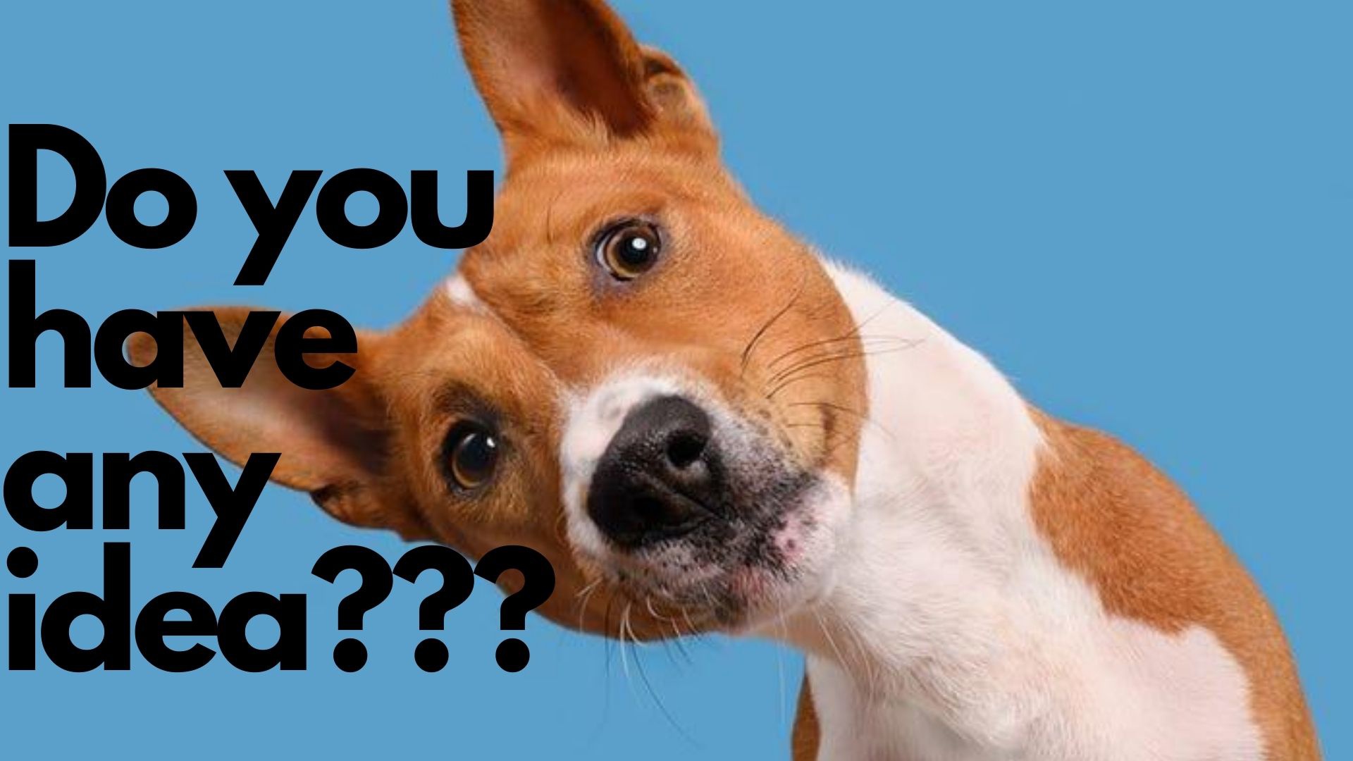 13 Can Dogs Get Pregnant Without Getting Stuck Home