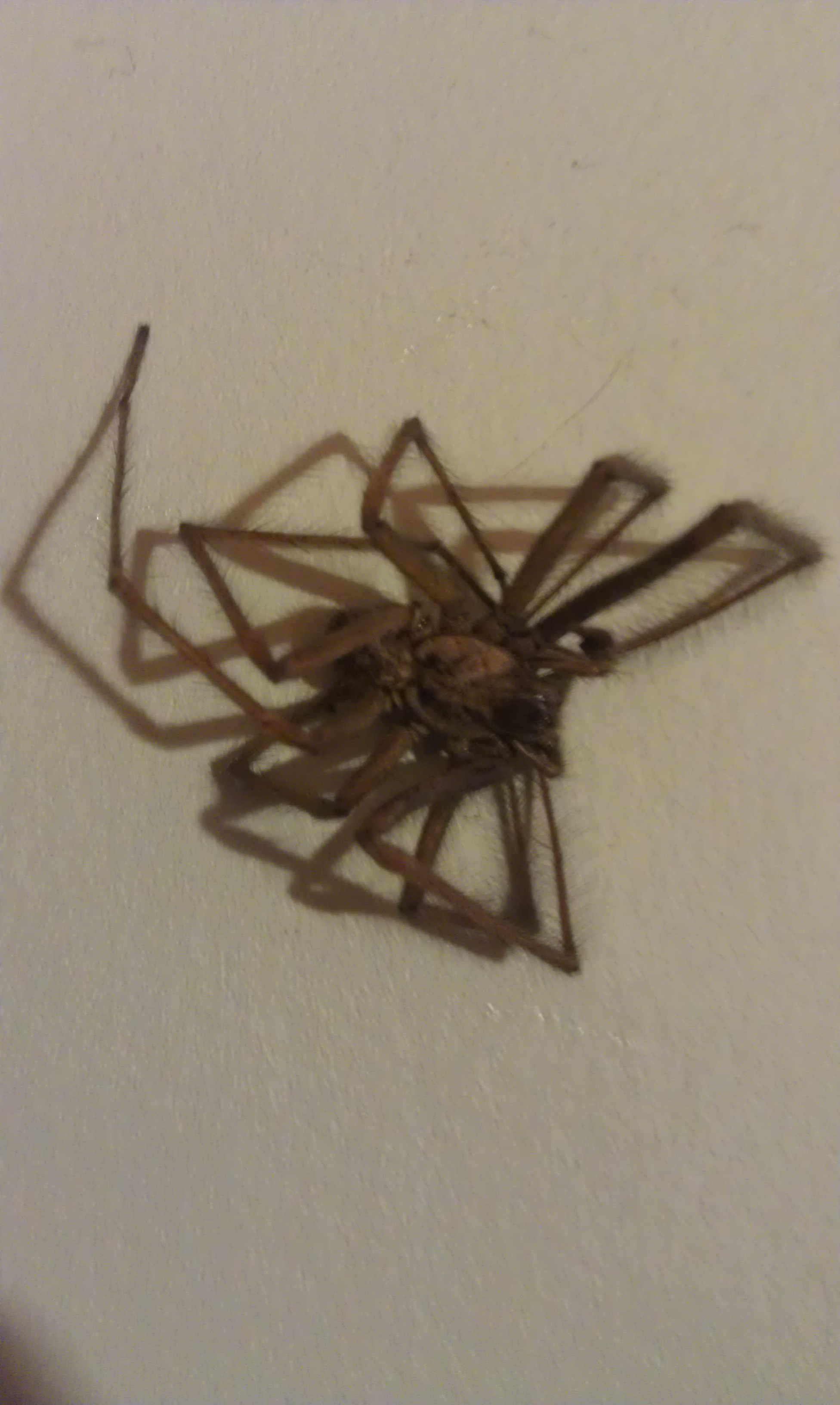 Why Do I Keep Finding Dead Spiders In My House House Poster