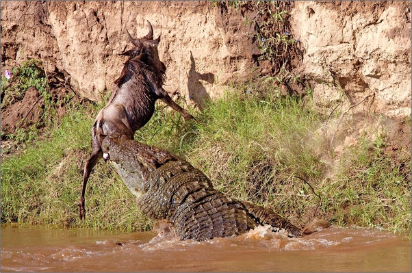 How fast can a crocodile run? Quora