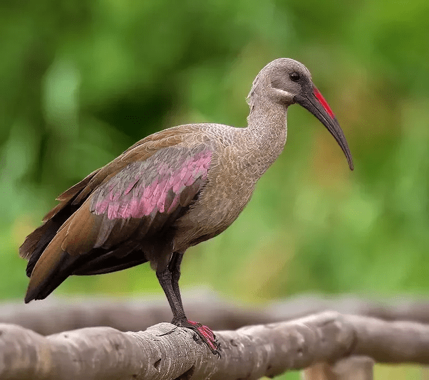 If you were to remove any one species (except humans) from Earth, what