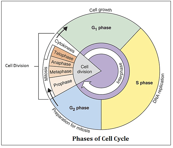 What are the phases of a cell cycle? Quora