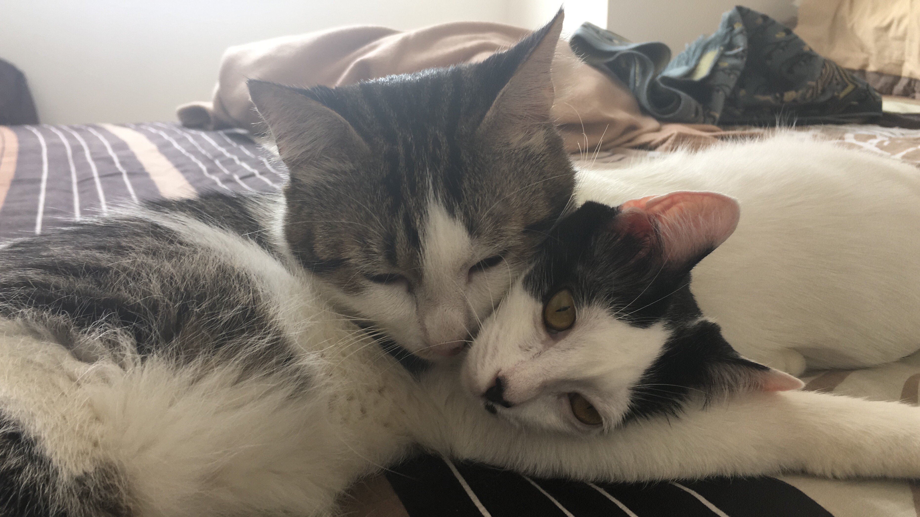 Apa penyebab induk kucing tidak mau menyusui anaknya setelah melahirkan? -  Quora