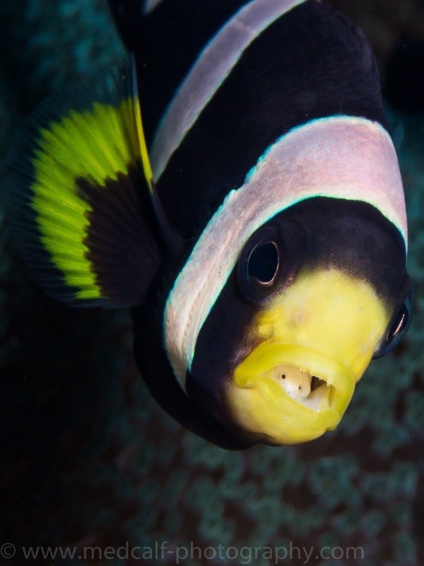 What are some common examples of crustaceans? Quora