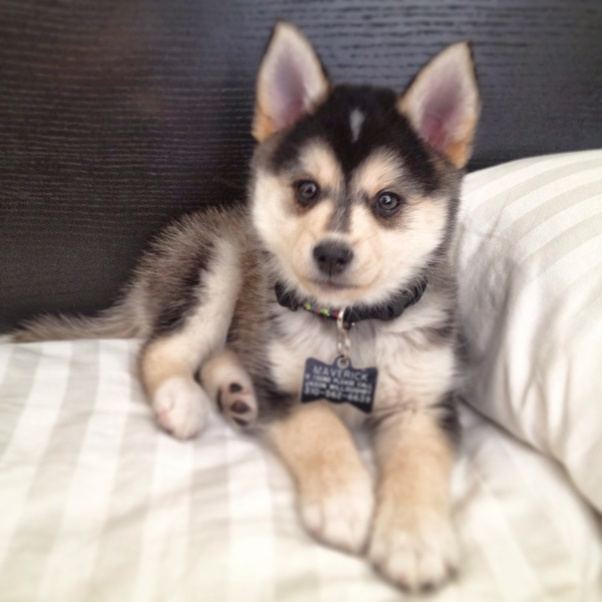 Are Pomskies good dogs to have if you live in an apartment