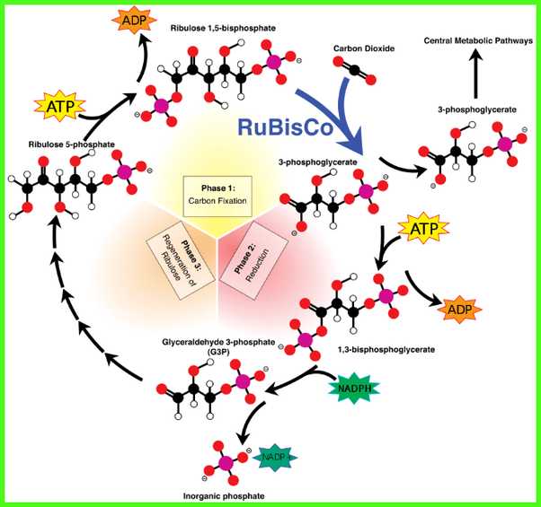 How are the Krebs cycle and Calvin cycle different? Quora