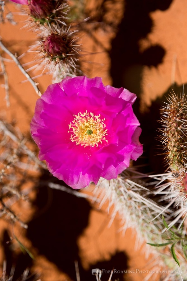 What does it mean to bloom where you�re planted? Quora