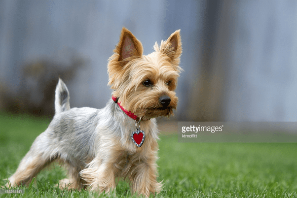 What do Yorkie/Rat Terrier mix puppies look like? Quora