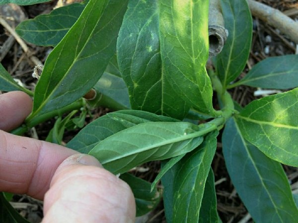 How long does it take for a caterpillar egg to hatch? Quora
