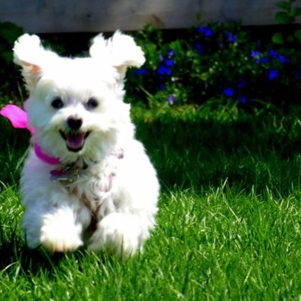 How long does a Maltese dog live? Quora