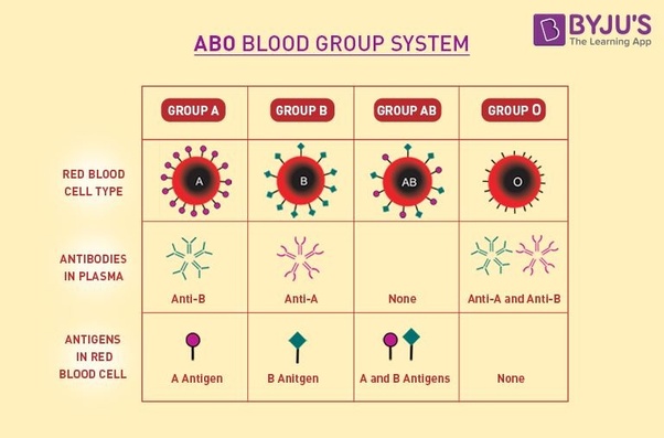 What are the characteristics of blood group B negative