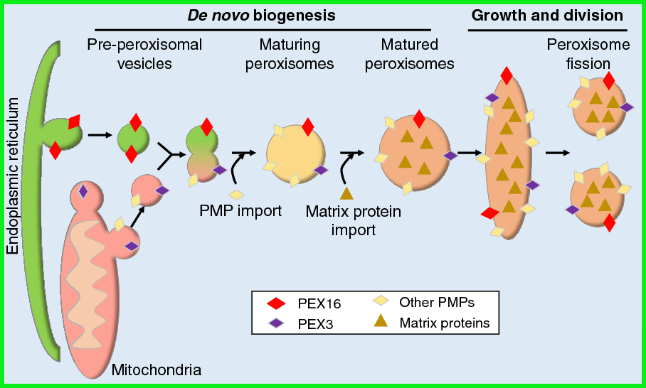 Apa perbedaan antara matriks dan protein membran peroksisom? - Quora