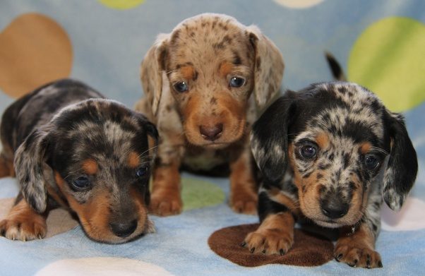 What does a Dapple Dachshund look like? Quora