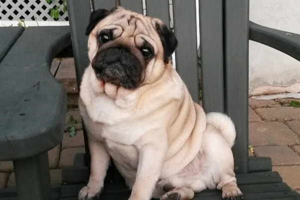 Is it bad to breed pugs? Quora