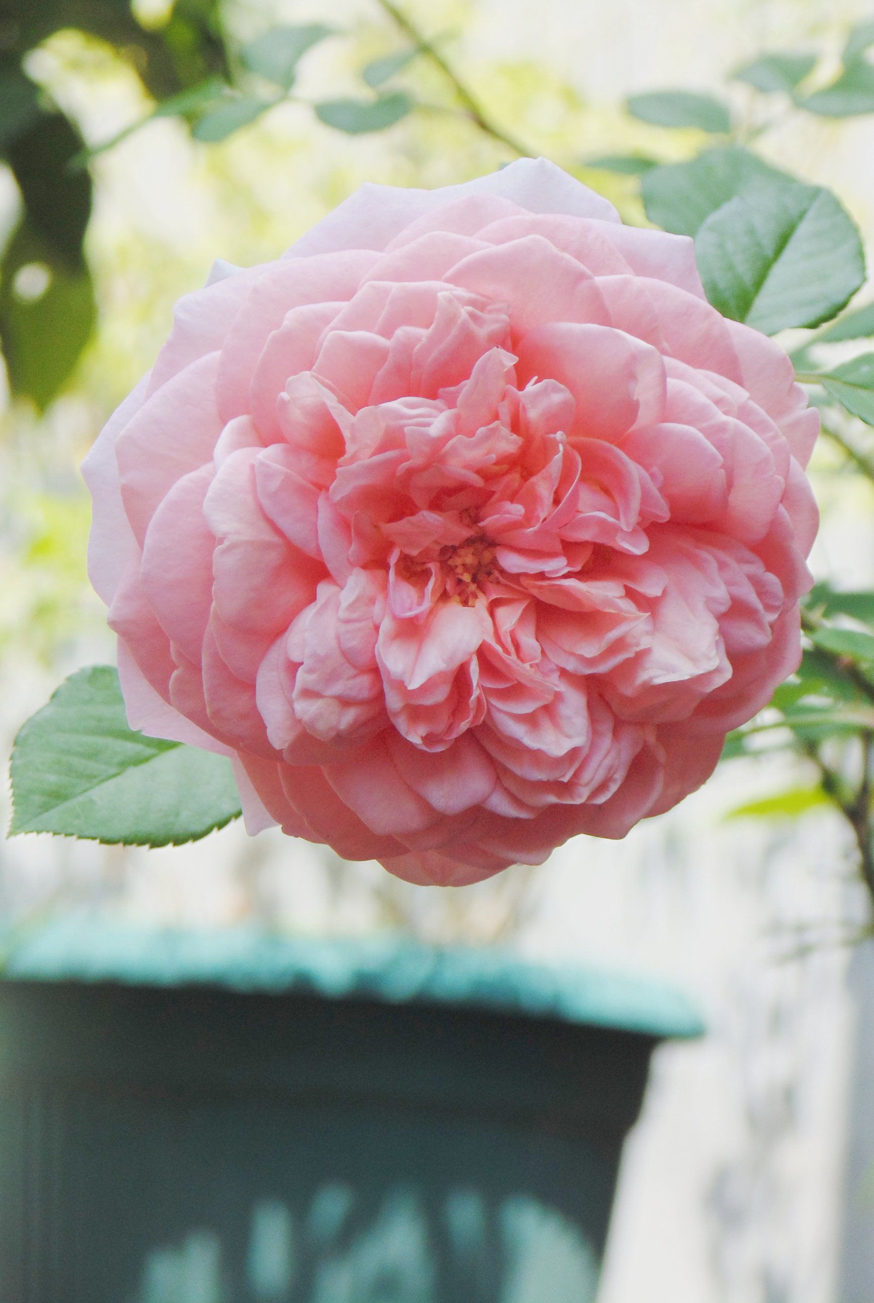 Bagaimana cara merawat tanaman bunga mawar? - Quora