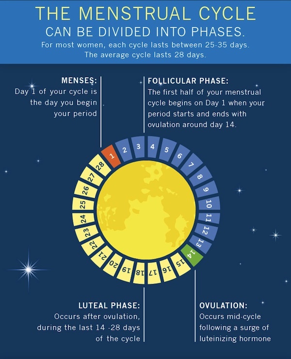 Difference Between Menstrual Cycle And Ovulation