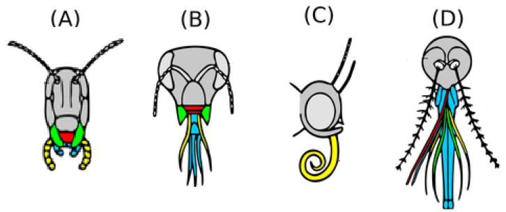 Serangga apa yang tidak memiliki gigi? - Quora